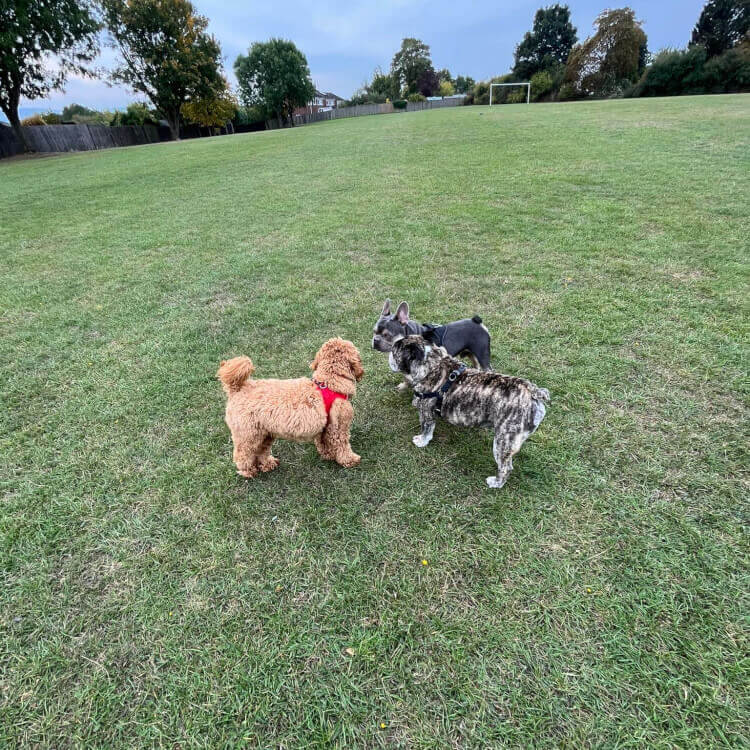 Dog Walker