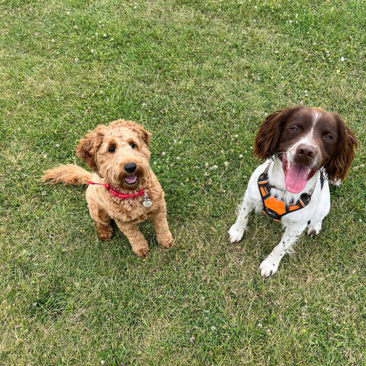 Dog Walker