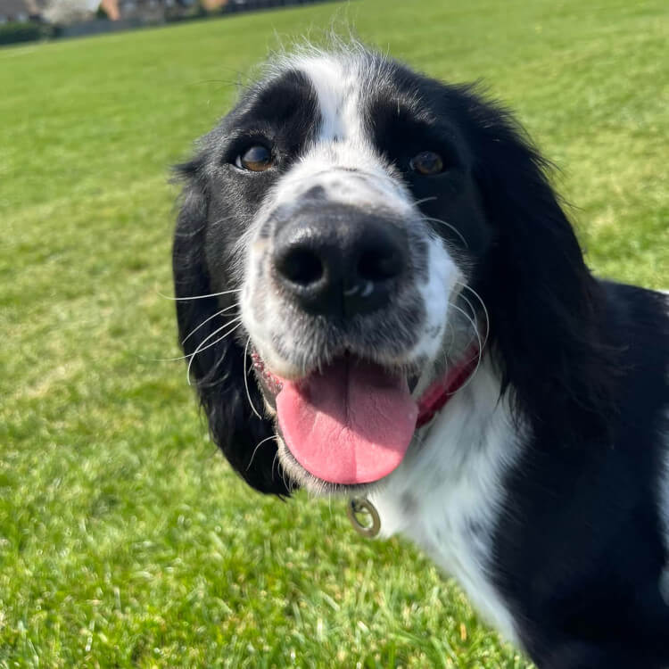 Dog Walker